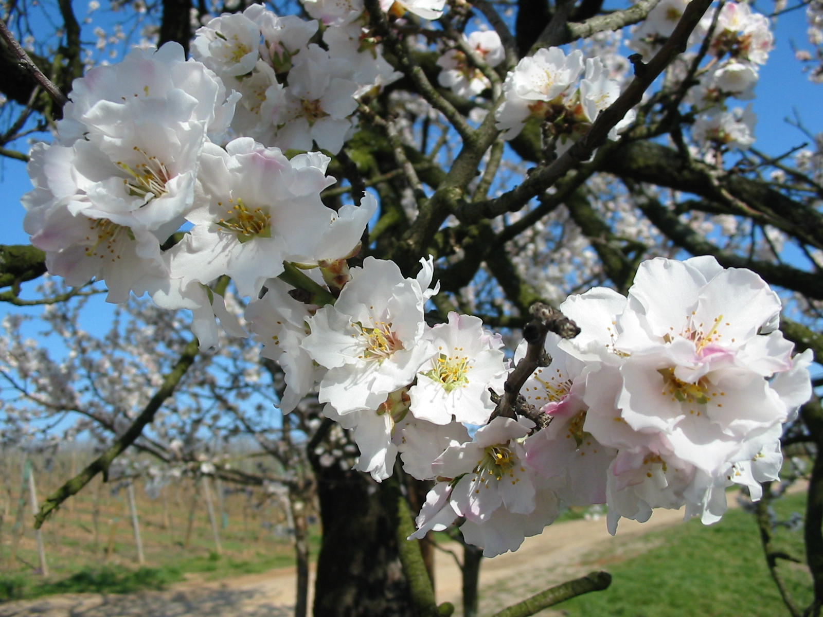 Fonds d'cran Nature Fleurs 