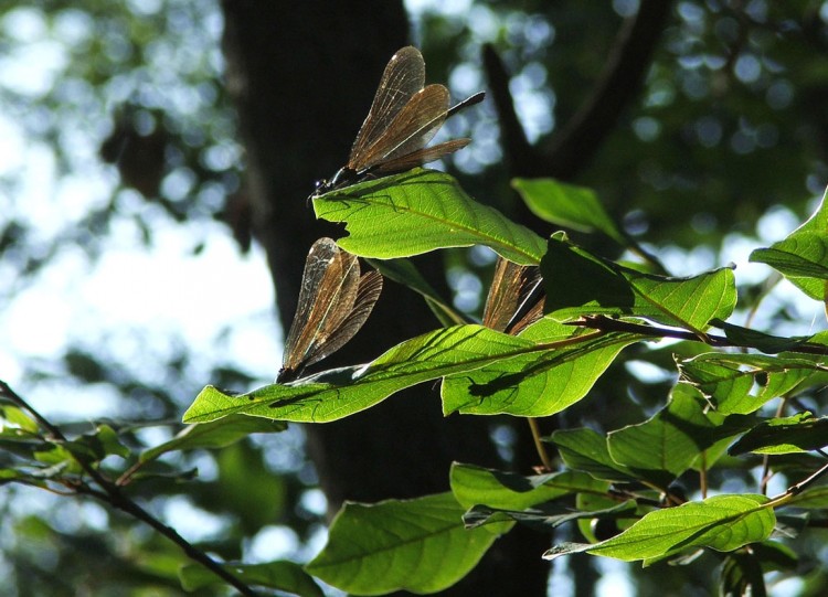 Fonds d'cran Animaux Insectes - Libellules Demoiselles du Soir