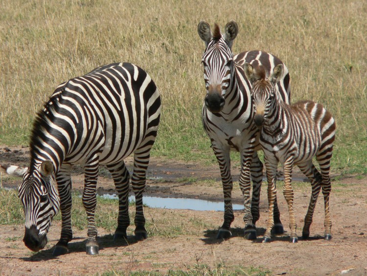 Fonds d'cran Animaux Zbres la petite famille