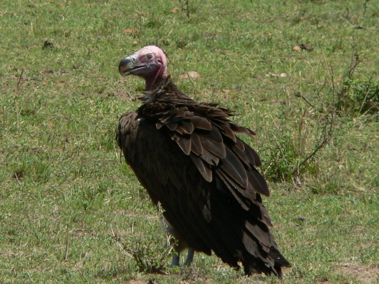 Wallpapers Animals Birds - Vultures le grand chauve