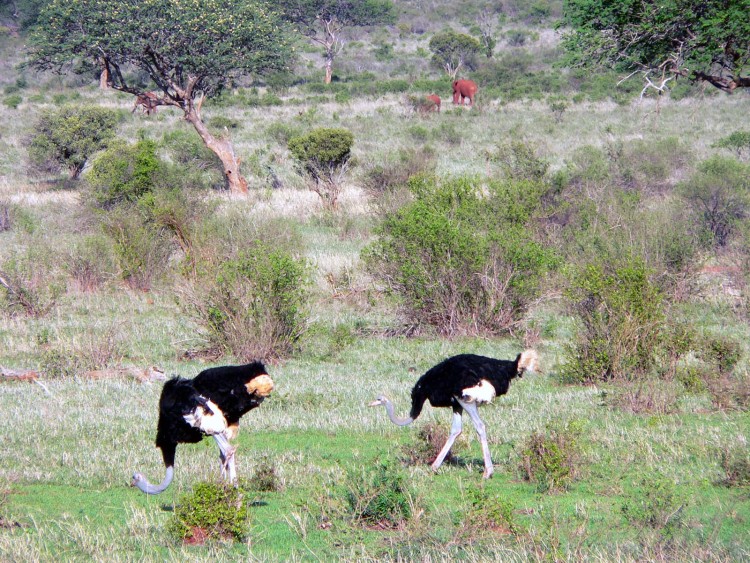 Wallpapers Animals Birds - Ostriches and Emus les plumeaux