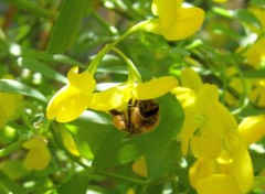 Fonds d'cran Animaux Abeille