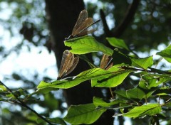 Fonds d'cran Animaux Demoiselles du Soir