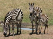 Fonds d'cran Animaux la petite famille