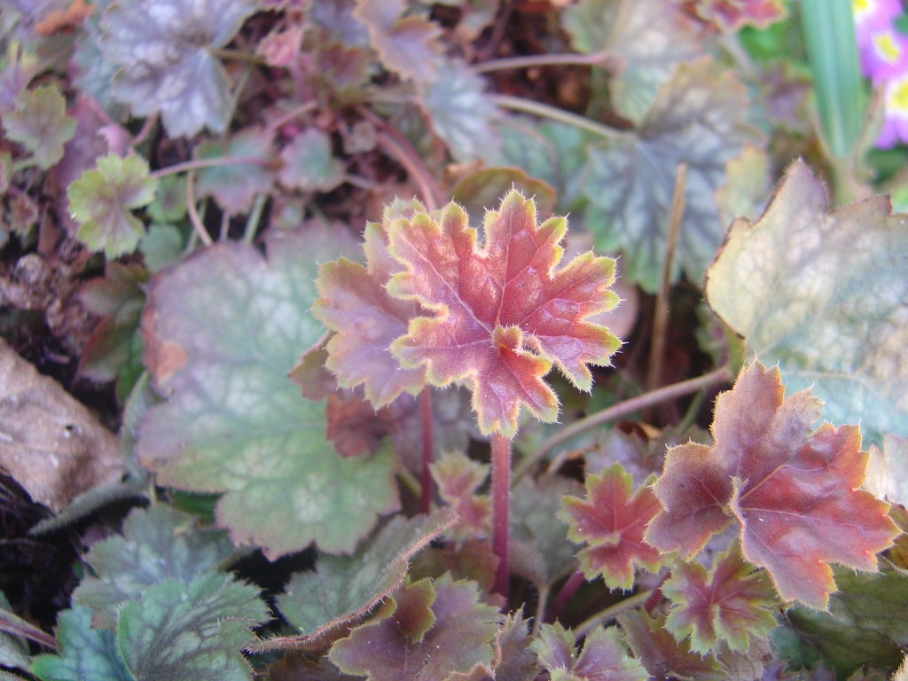 Fonds d'cran Nature Feuilles - Feuillages 