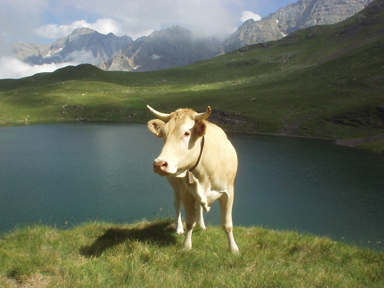 Fonds d'cran Animaux Vaches - Taureaux - Boeufs Belle Vache