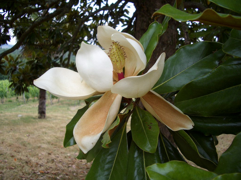 Fonds d'cran Nature Fleurs Magnolia for rveurs