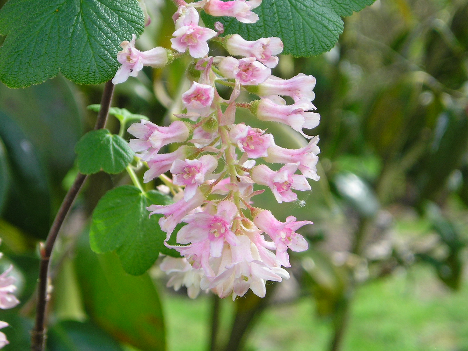 Fonds d'cran Nature Fleurs 