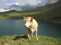 Wallpapers Animals Belle Vache