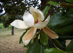 Wallpapers Nature Magnolia for rveurs