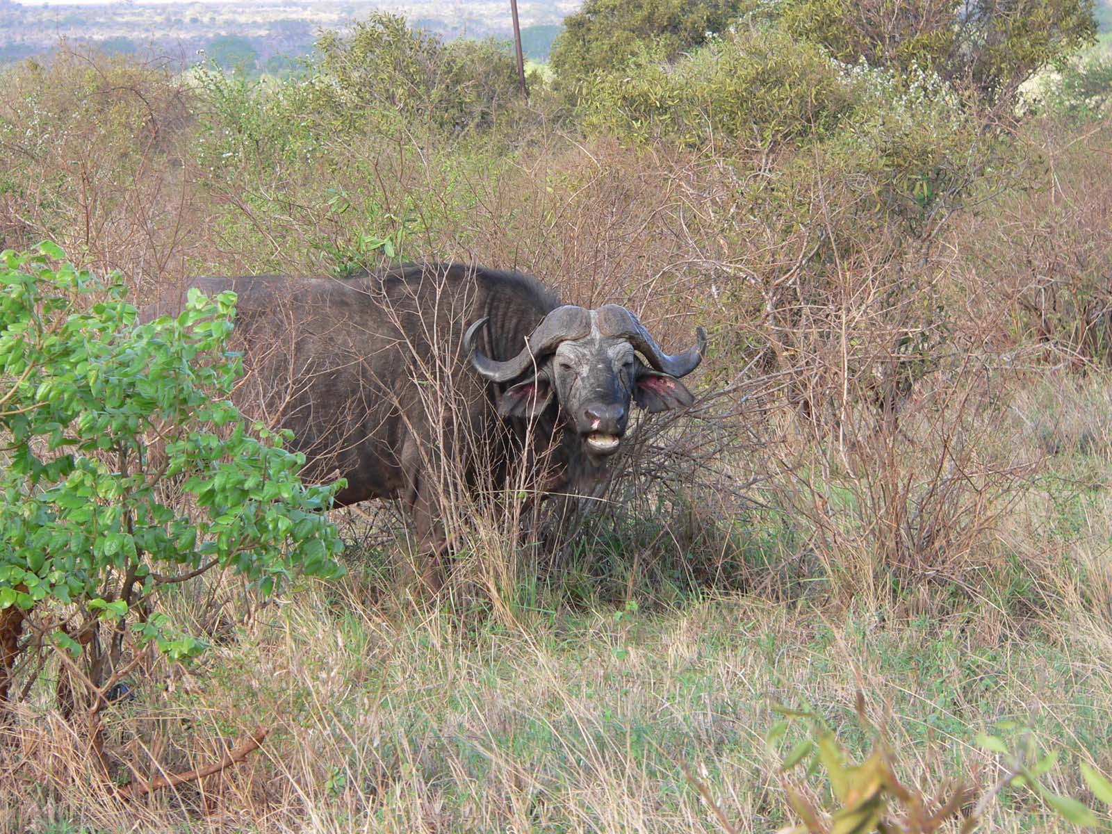 Wallpapers Animals Buffalo coucou