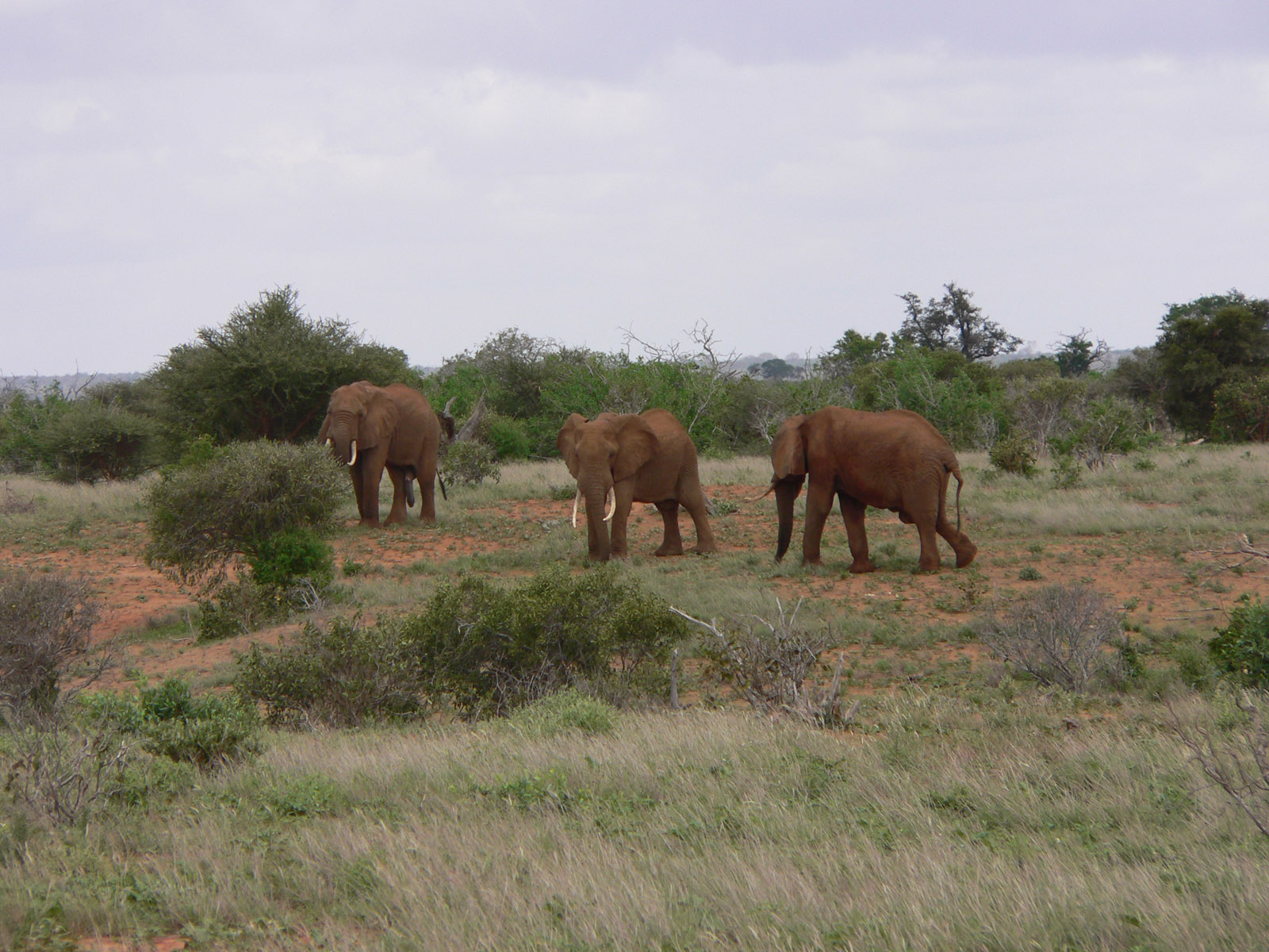 Wallpapers Animals Elephants le mle et ses femelles