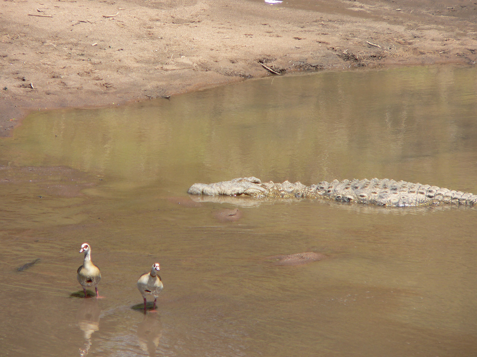 Wallpapers Animals Crocodile - Alligator - Caiman meme pas peur