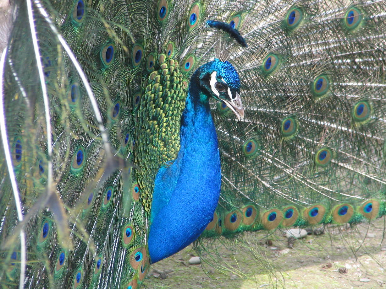 Fonds d'cran Animaux Oiseaux - Paons 