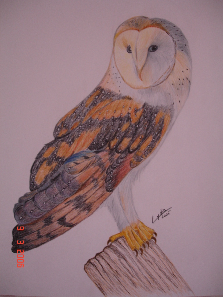 Fonds d'cran Art - Crayon Animaux - Oiseaux - Rapaces Chouette