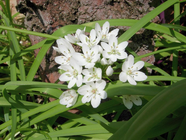 Wallpapers Nature Flowers Little White Flowers