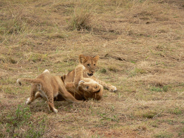 Wallpapers Animals Felines - Lions faut s'entrainer