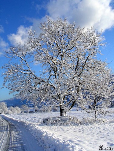 Wallpapers Nature Trees - Forests Le noyer de Montailloset