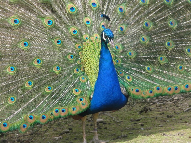 Wallpapers Animals Birds - Peacocks Wallpaper N134585