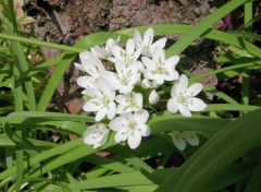 Fonds d'cran Nature Little White Flowers