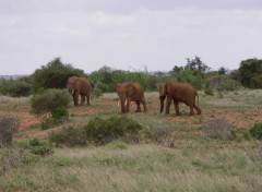 Fonds d'cran Animaux le mle et ses femelles