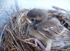 Fonds d'cran Animaux BabyBird