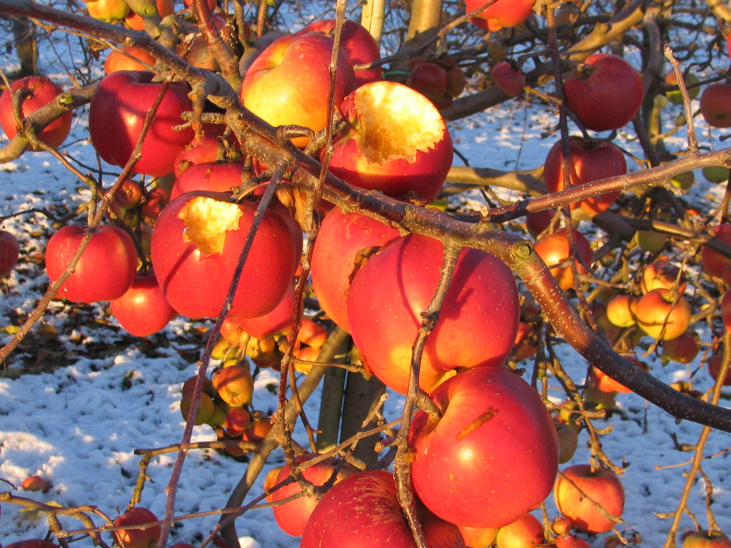 Fonds d'cran Nature Fruits 