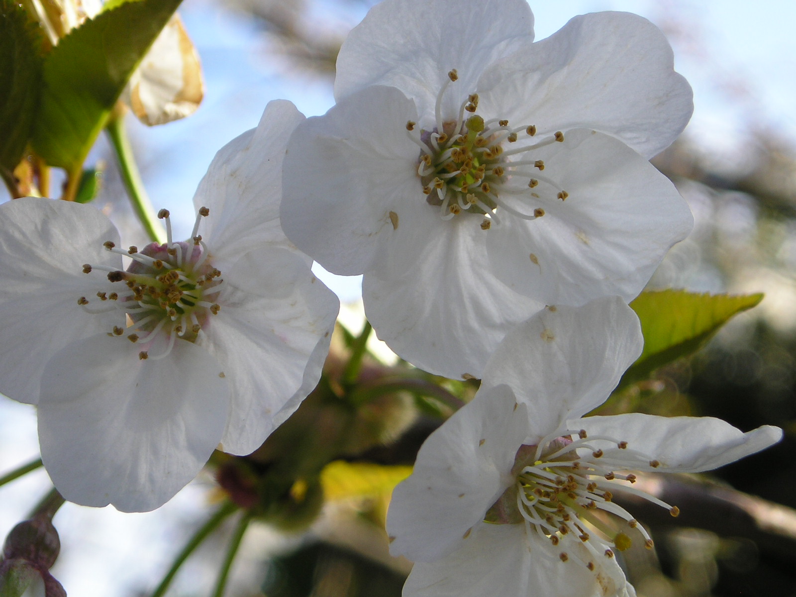 Fonds d'cran Nature Fleurs 