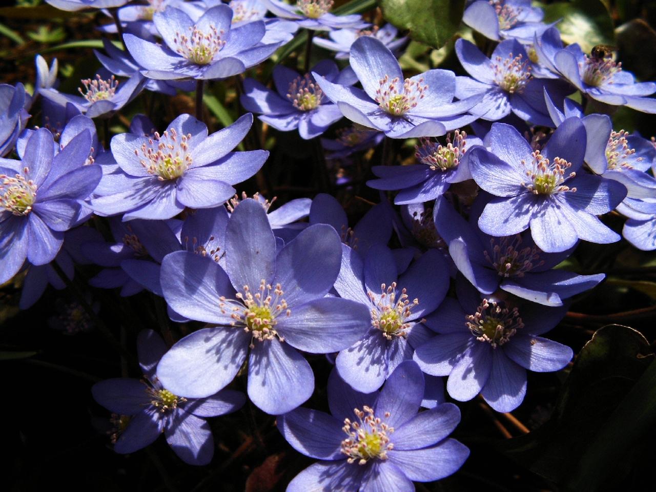 Fonds d'cran Nature Fleurs 