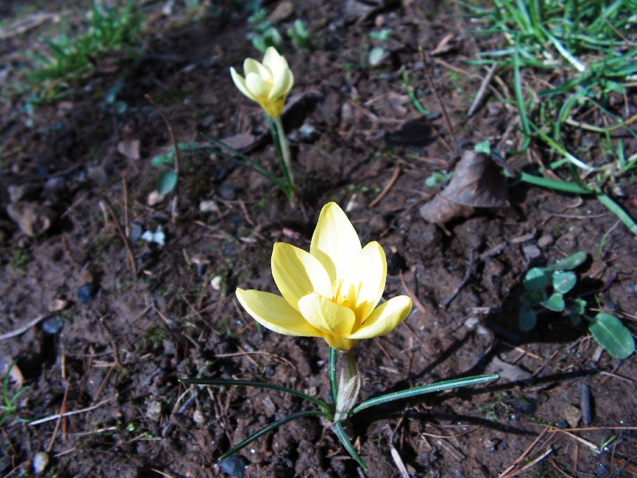 Fonds d'cran Nature Fleurs 