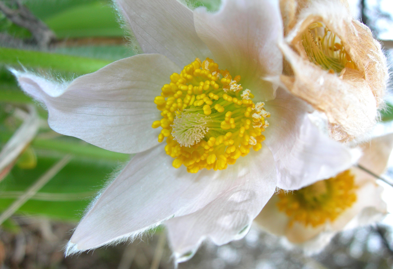 Wallpapers Nature Flowers pulsatille