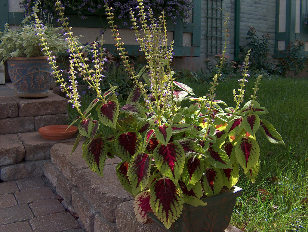 Fonds d'cran Nature Fleurs Fleurs