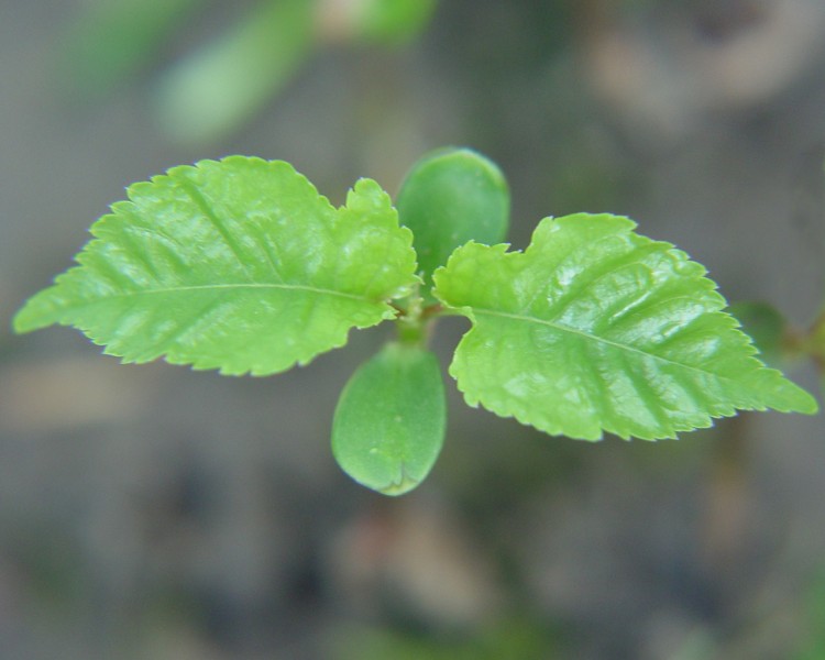 Wallpapers Nature Leaves - Foliage Jeune cerisier