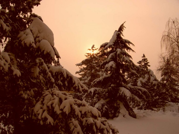 Fonds d'cran Nature Arbres - Forts Soleil timide