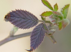 Fonds d'cran Nature Feuilles de mrier