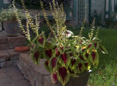 Fonds d'cran Nature Fleurs