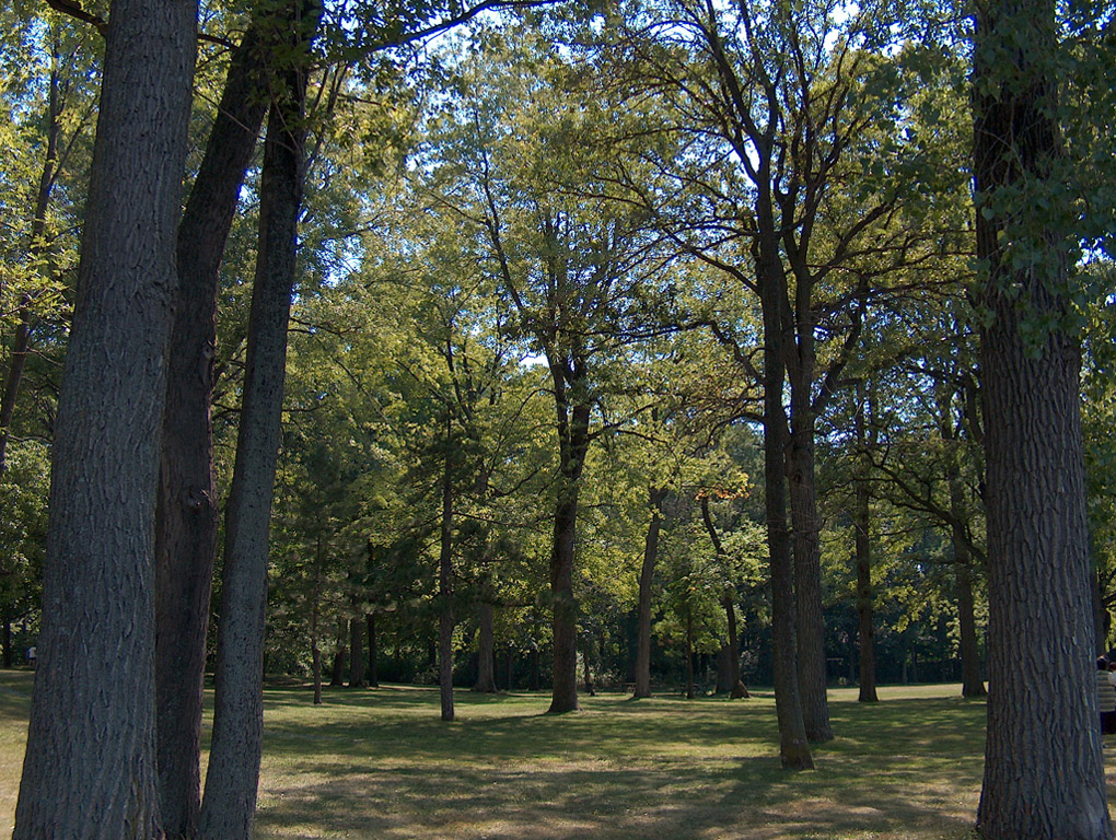 Fonds d'cran Nature Arbres - Forts Arbres