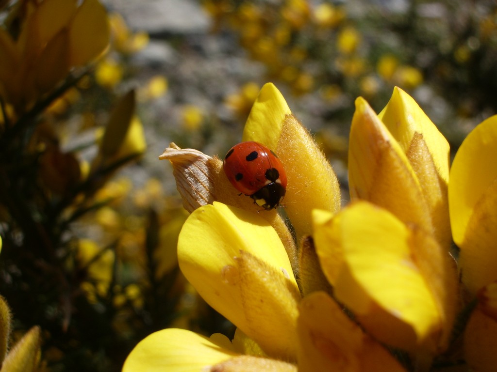 Wallpapers Animals Insects - Ladybugs coccinelle