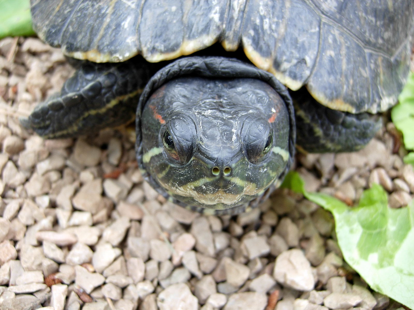 Wallpapers Animals Turtles Tortue de Floride