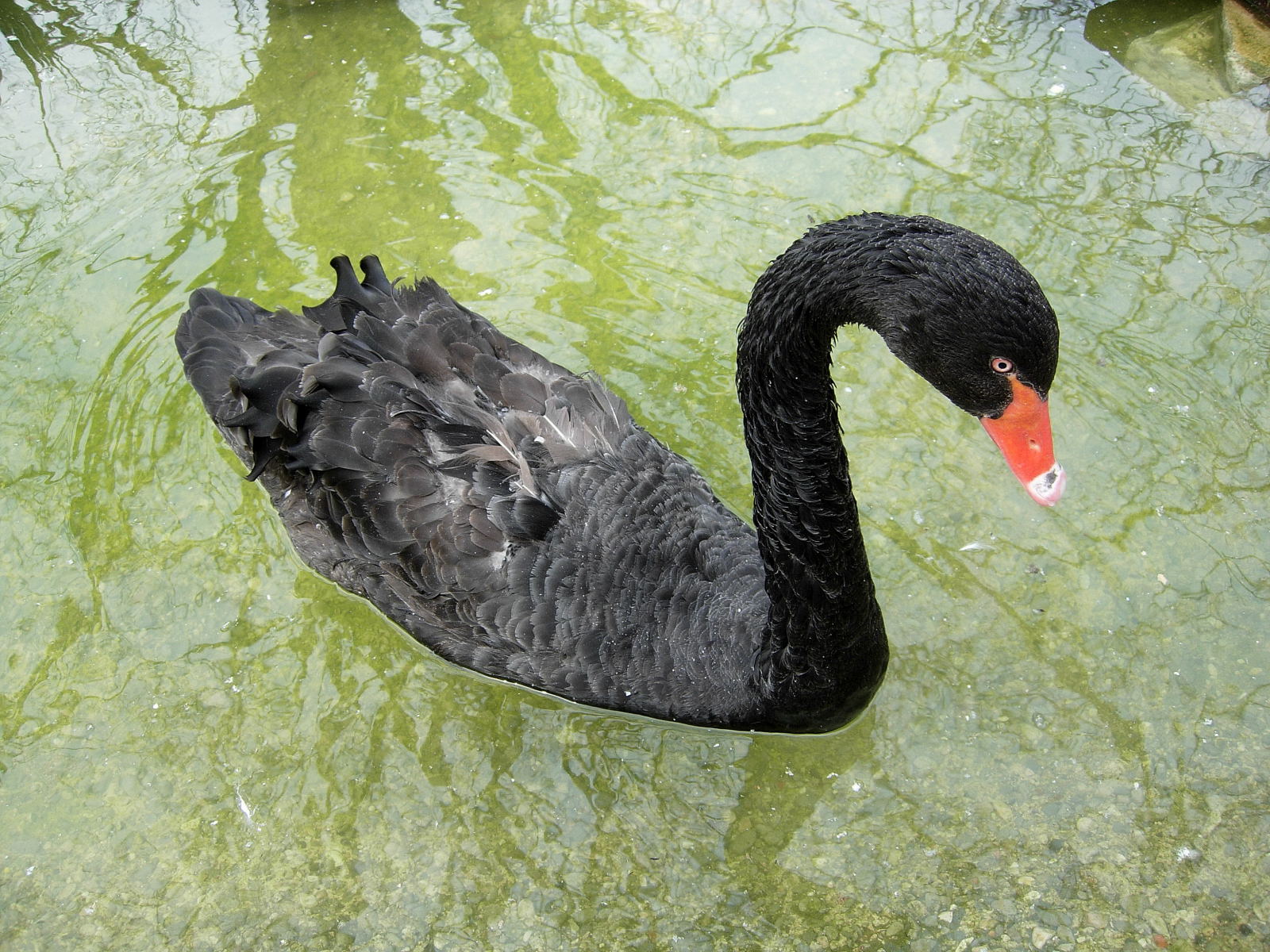 Wallpapers Animals Birds - Ducks Black Swan