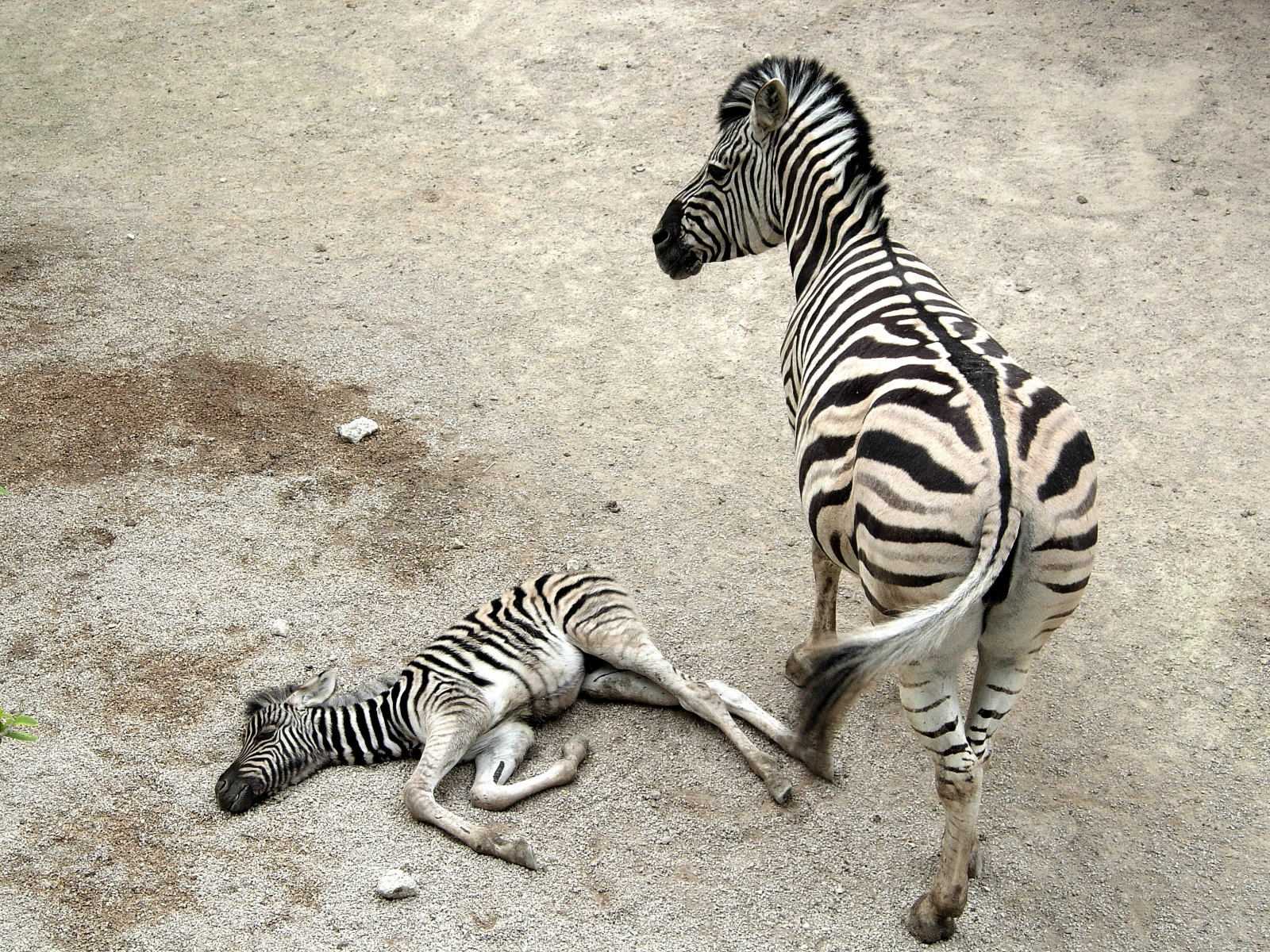 Wallpapers Animals Zebras La mre et son petit