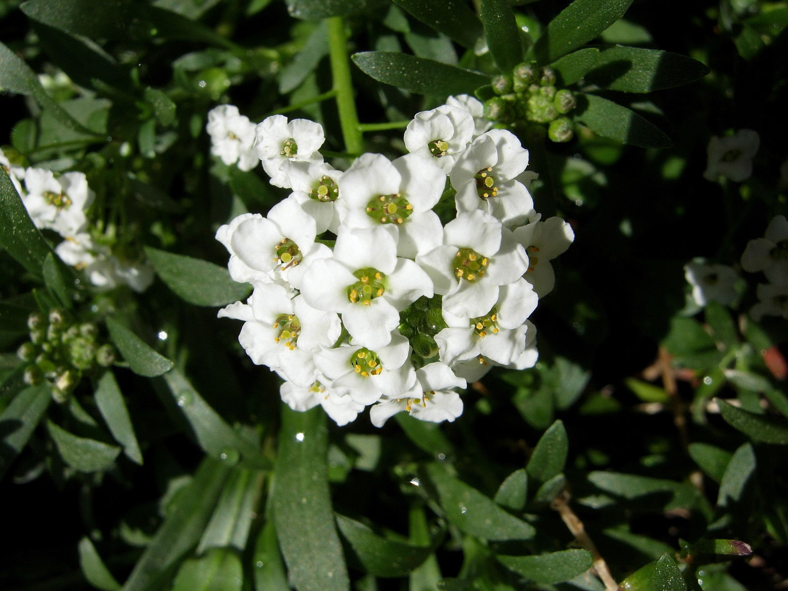 Fonds d'cran Nature Fleurs Petites fleurs blanches