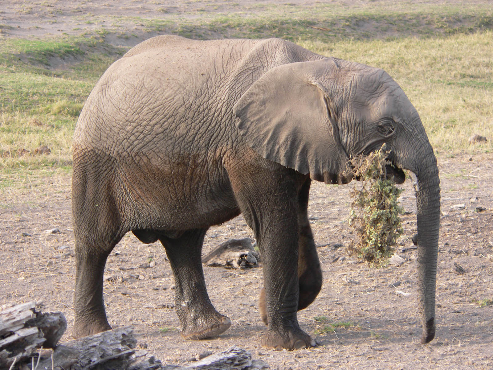 Fonds d'cran Animaux Elphants le petit a faim