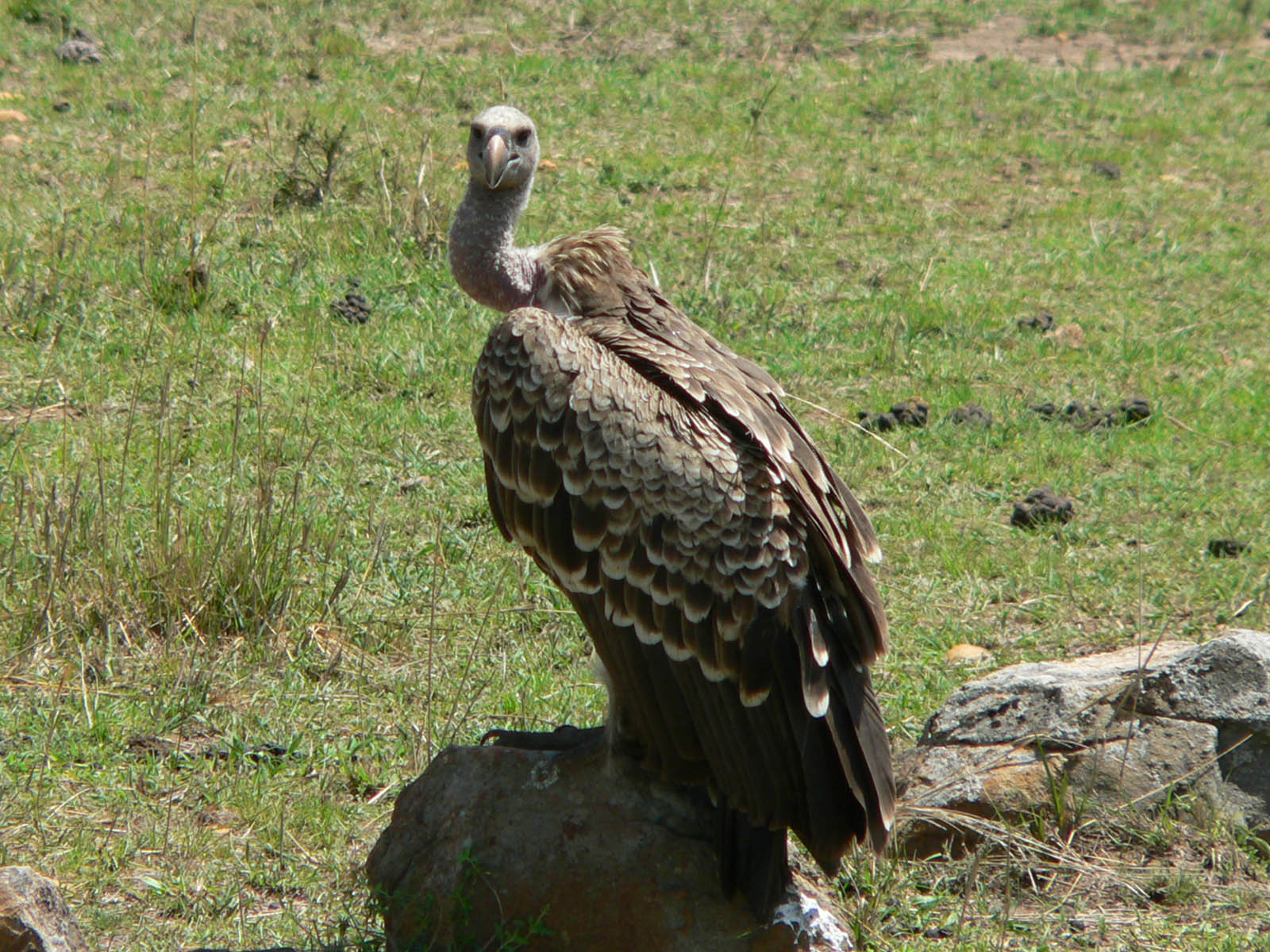 Wallpapers Animals Birds - Vultures le grand chave le retour