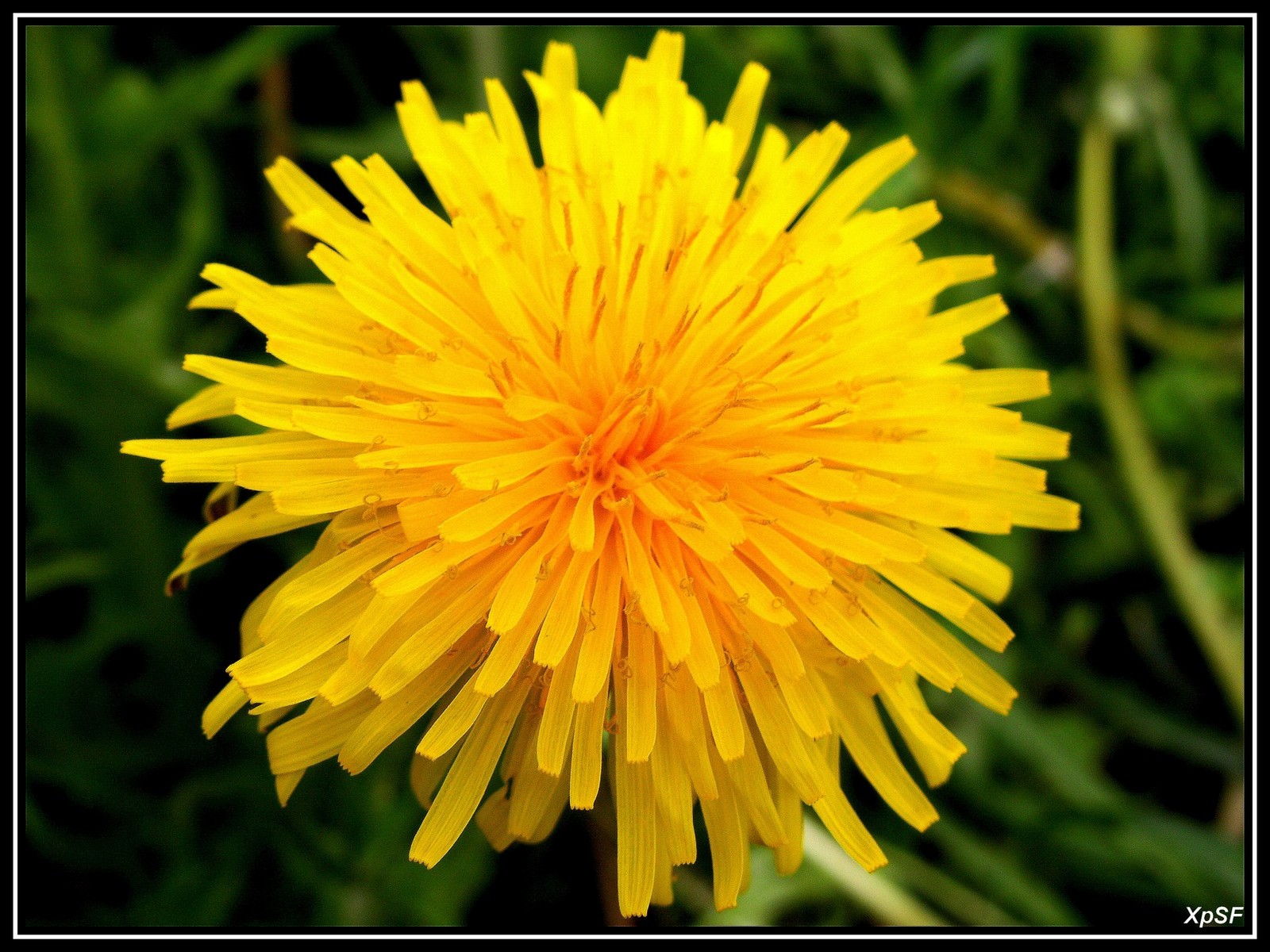 Fonds d'cran Nature Fleurs PISSENLIT