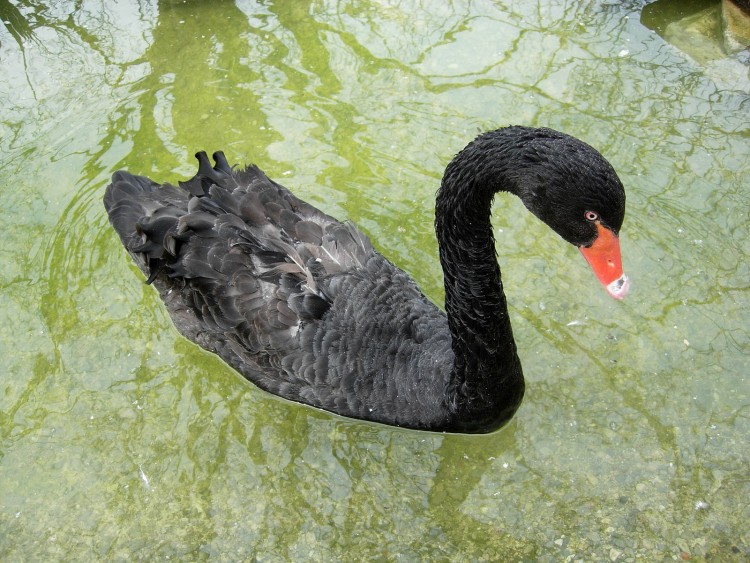 Fonds d'cran Animaux Oiseaux - Canards Black Swan