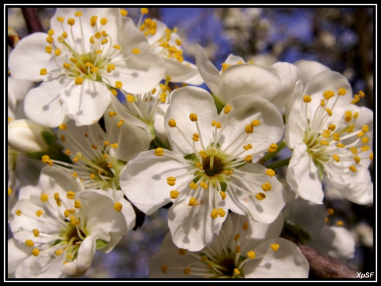 Fonds d'cran Nature Fleurs PRUNIER