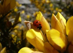 Fonds d'cran Animaux coccinelle