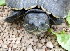 Fonds d'cran Animaux Tortue de Floride