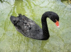 Fonds d'cran Animaux Black Swan